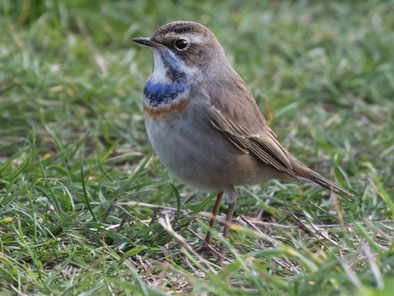 Wednesday 14th October 2020 – IoS Bird Sightings – Isles of Scilly Bird